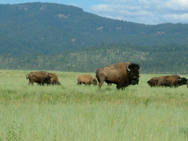 Swauk Bison