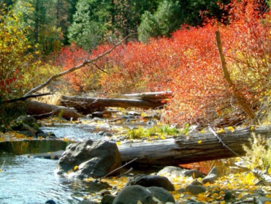 Blewett Pass fall color