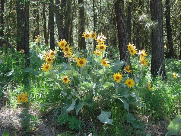 Blewett Pass fall color