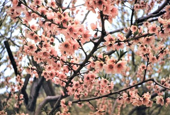 Apple Blossom Festival