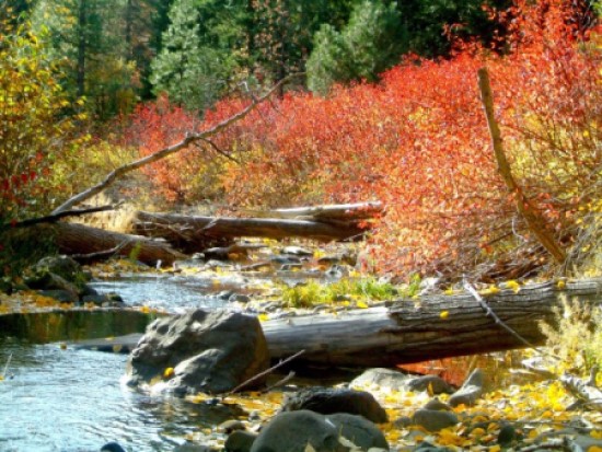 View more about Blewett Pass fall color