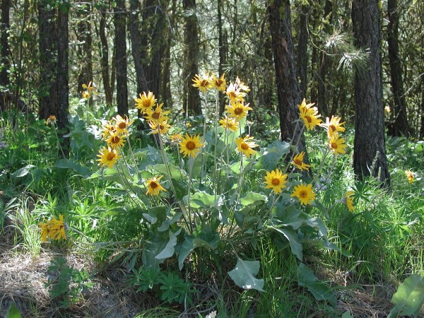 View more about Arrowleaf Balsamroot